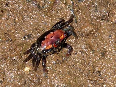Fiddler Crab Female