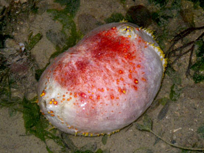 Biggest Sea Cucumber