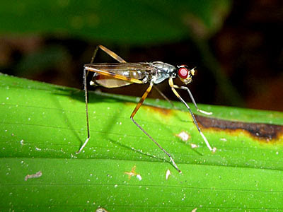 White-handed fly (Mimegralla albiman)