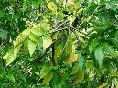Mangrove trumpet trees (Dolichandrone spathacea)