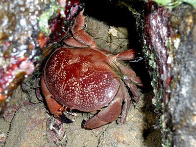 Red egg crab (Atergatis integerrimus)