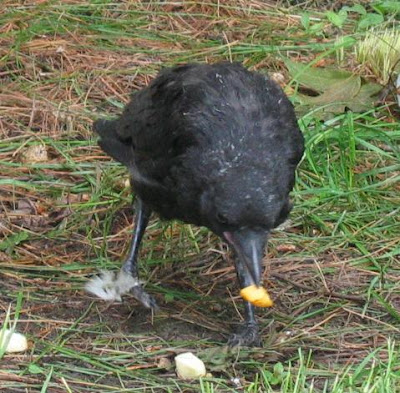 Young crow eating