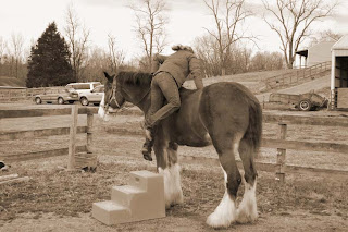 largest horse jump