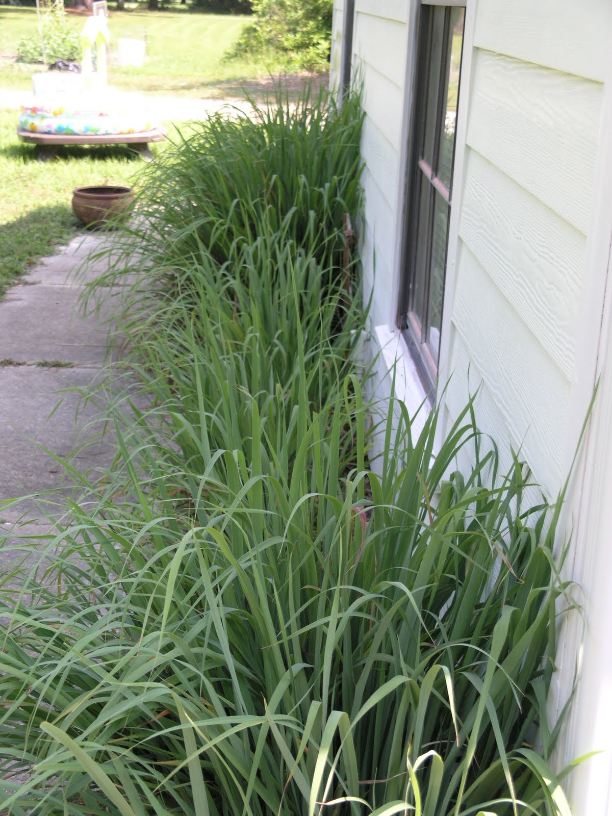 Adventures in Florida Homesteading: Lemongrass Tea