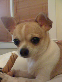 Candie One of My CHi's