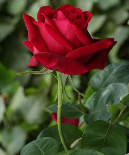 [rosa.bmp]