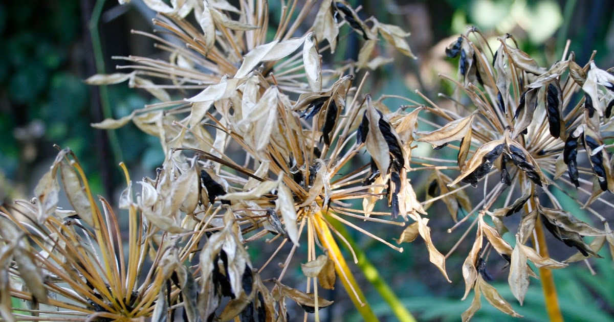 The Gardens of Petersonville Agapanthus Seeds