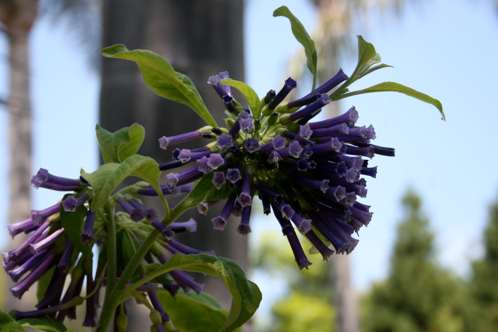 The Gardens of Petersonville Tubular Clusters of Purple