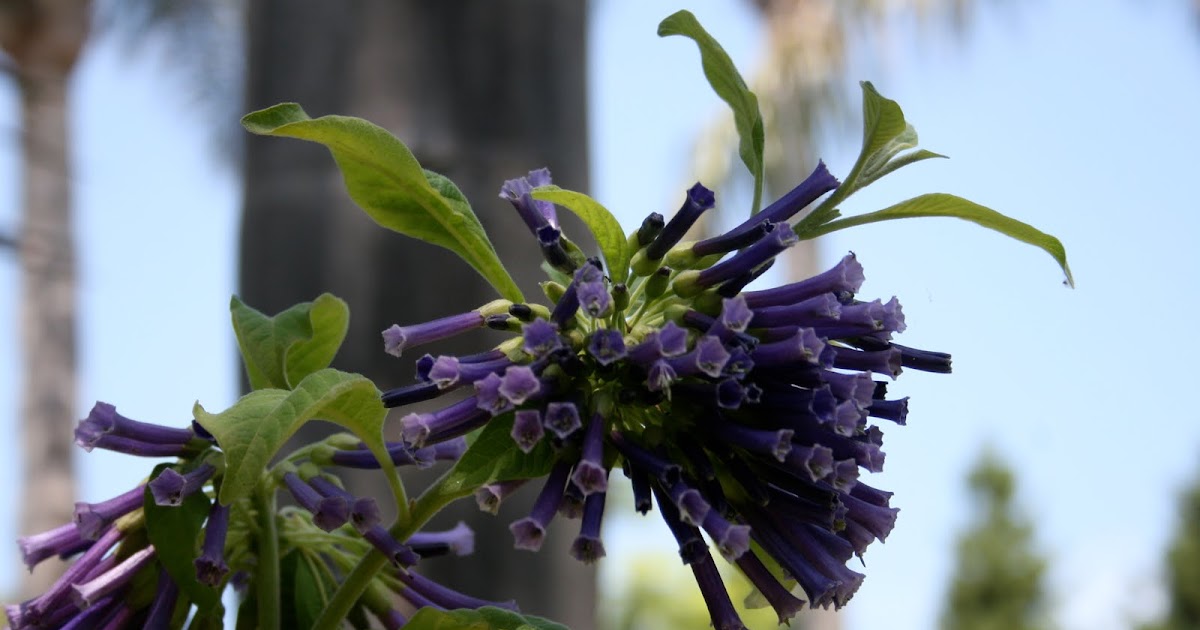 The Gardens of Petersonville: Tubular Clusters of Purple