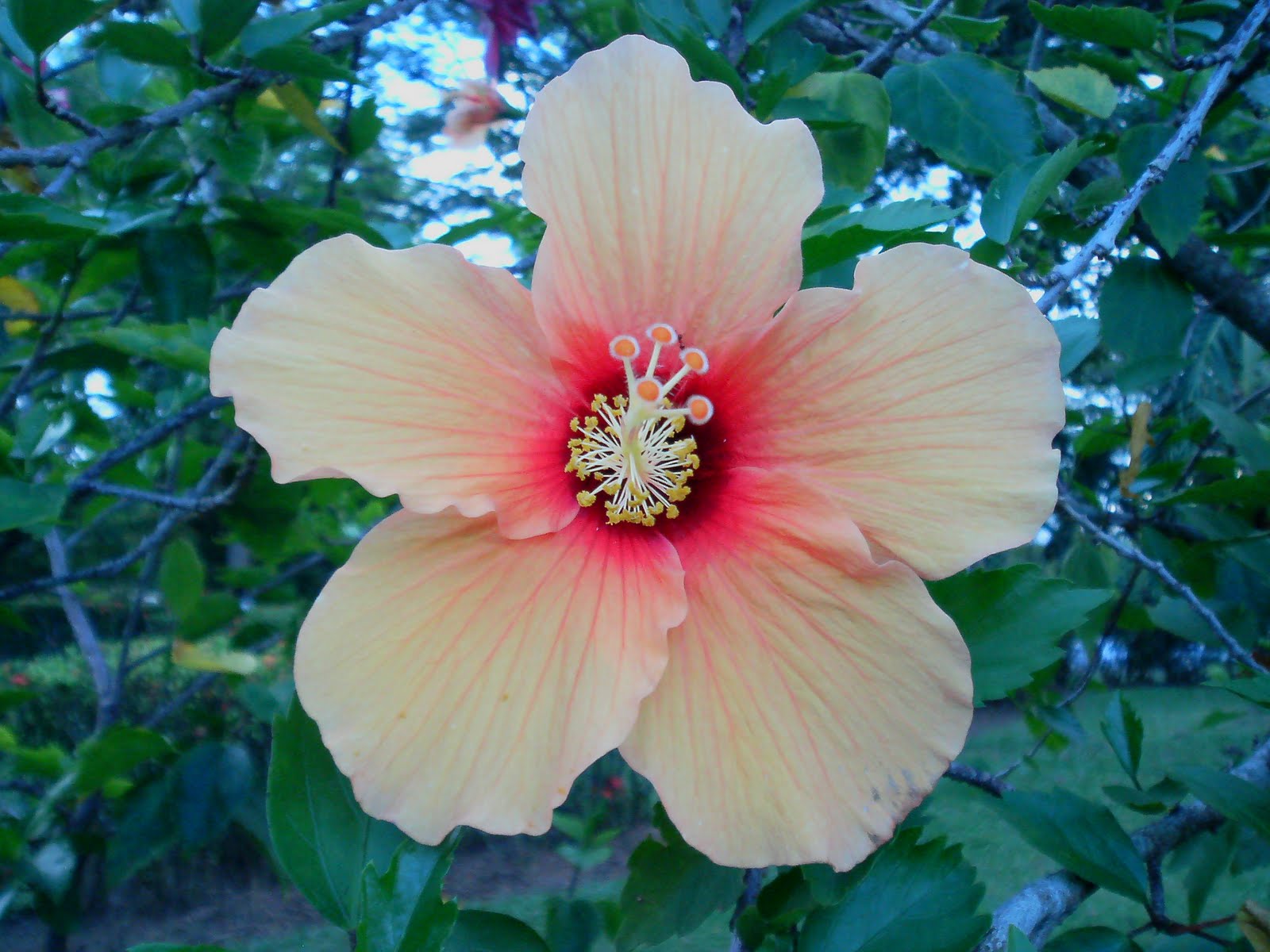 Laman Kambatik Plants list (3rd ed.) Hibiscus hybrid flowers