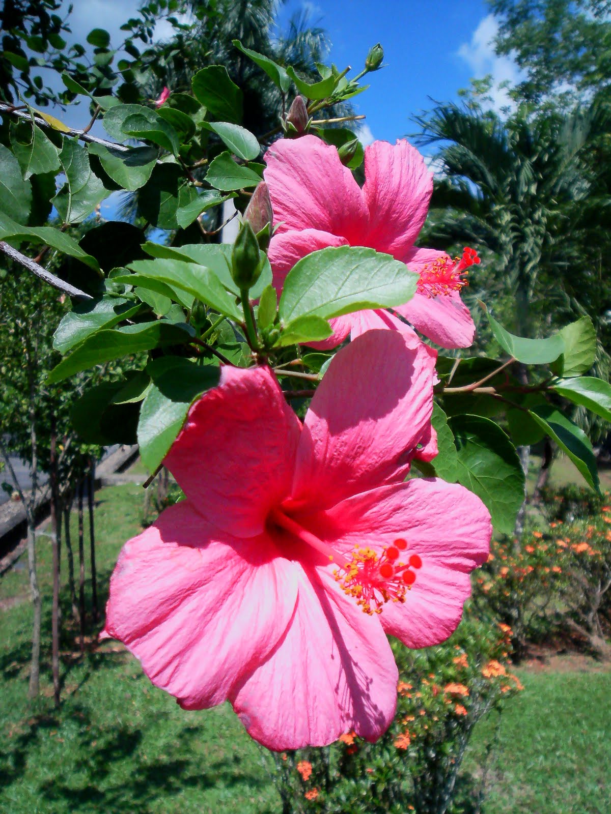 Laman Kambatik Plants list (3rd ed.) Hibiscus hybrid flowers