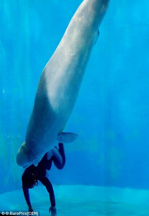 [beluga_rescue_02.jpg]