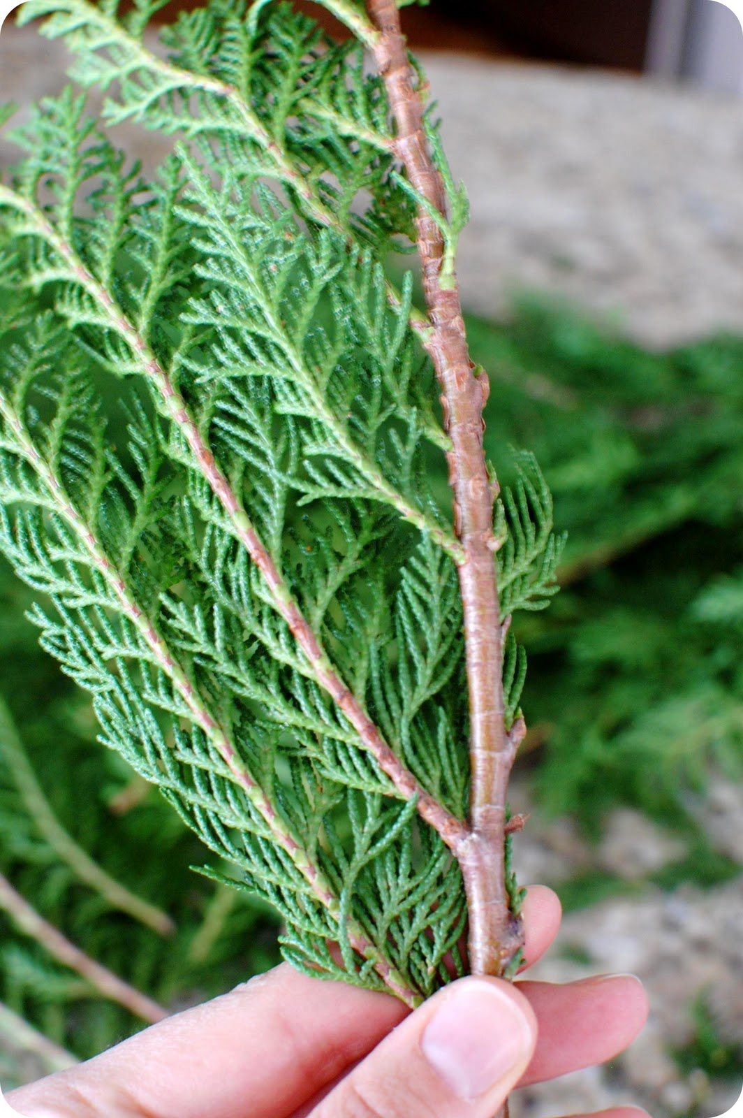 33 Shades of Green Handmade Holidays. . .Easy Cedar Branch Topiaries