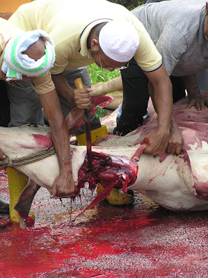 http://2.bp.blogspot.com/_pfyTTtLlO0w/R2u6IDvc1-I/AAAAAAAAASk/7FCzd3V-sW8/s400/Korban+lembu.jpg