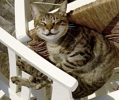 gato griego feliz visto del revés