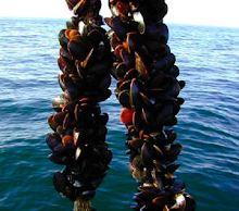 MUSSELS