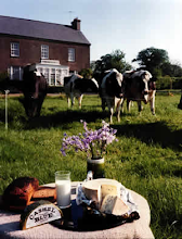 CASHEL BLUE FARM