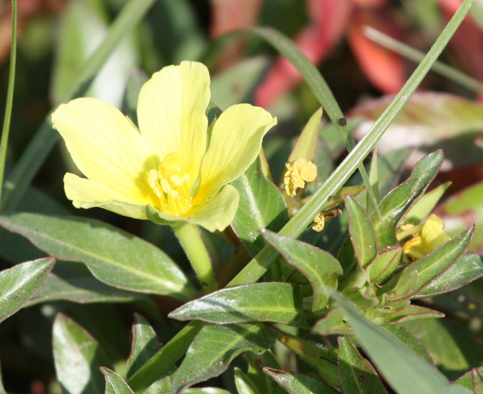 Plants in Egypt April flowers