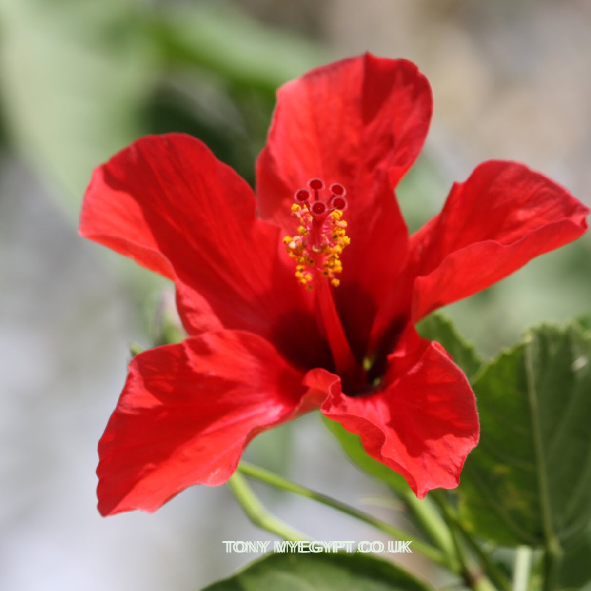 Plants in Egypt plants of egypt