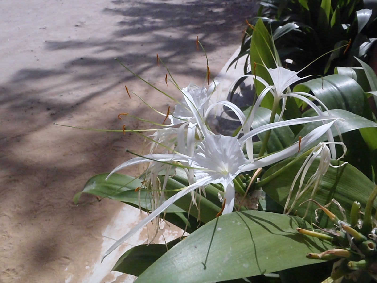 Plants in Egypt PLANTS IN ALEXANDRIA