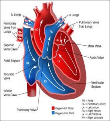 circulatory system diagram for kids. human circulatory system