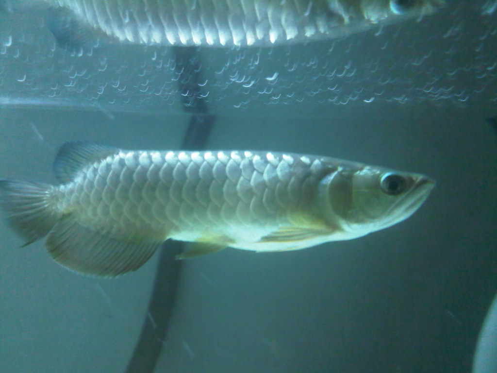 Ring Scale Arowana Ring Scale Arowana