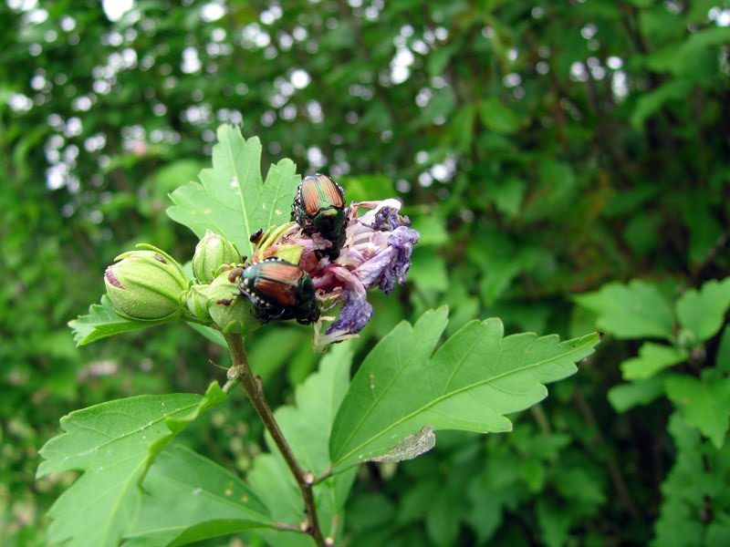 Gardening Naturally with Claudia Japanese Beetles