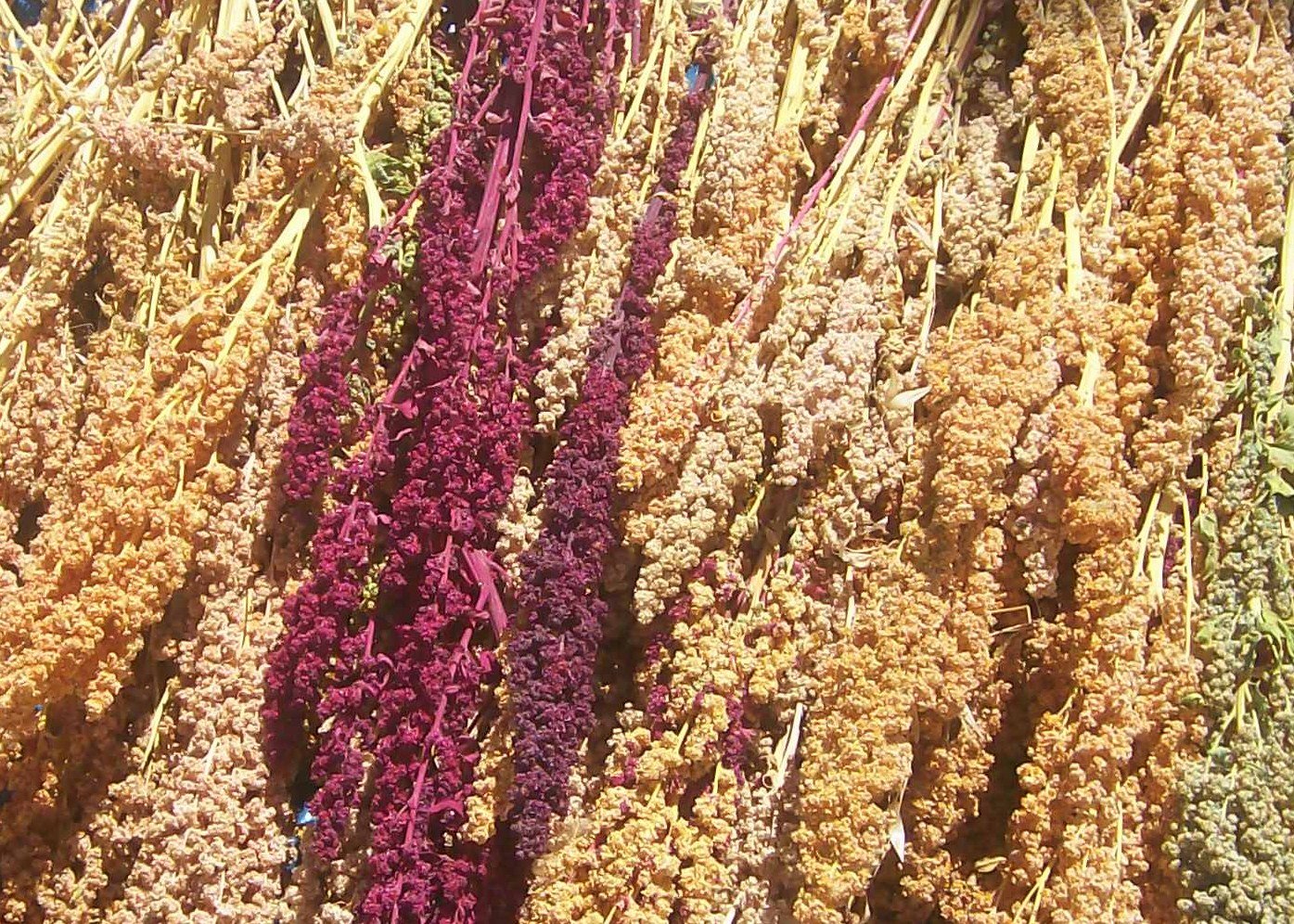 [Quinoa+004.JPG]