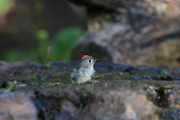 Ruby-crowned Kinglet (male)