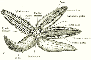 Virtual Starfish Dissection