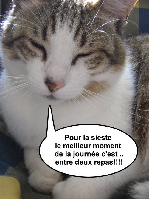 [chatkiparle.jpg]