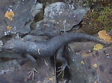 The Lizard