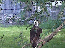 Eagle