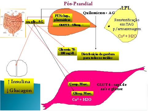 Exame glicemia pos prandial