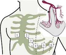 6.022J Quantitative Physiology: Organ Transport Systems Spring 2004