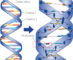 Estructura ADN