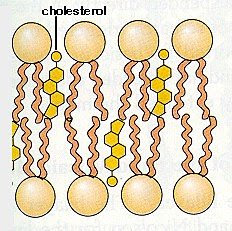 Molécula del Colesterol