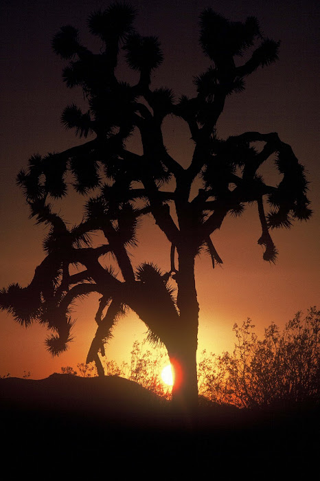 Joshua Tree in Death Valley