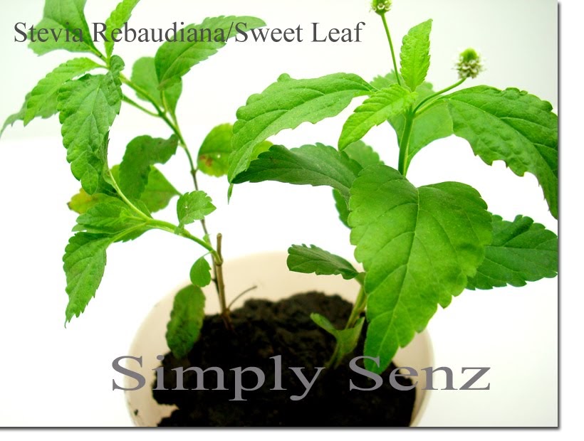 Sweet Leaf Natural Stevia Sweetener Reviews Sweet Leaf Natural Stevia Sweetener Reviews