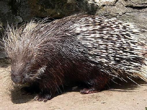 porcupine online dating Porcupine fable - this online dating site is for you, if you are looking for a relationship, sign on this site and start chatting and meeting people today. porcupine online dating Porcupine fable - this online dating site is for you, if you are looking for a relationship, sign on this site and start chatting and meeting people today.