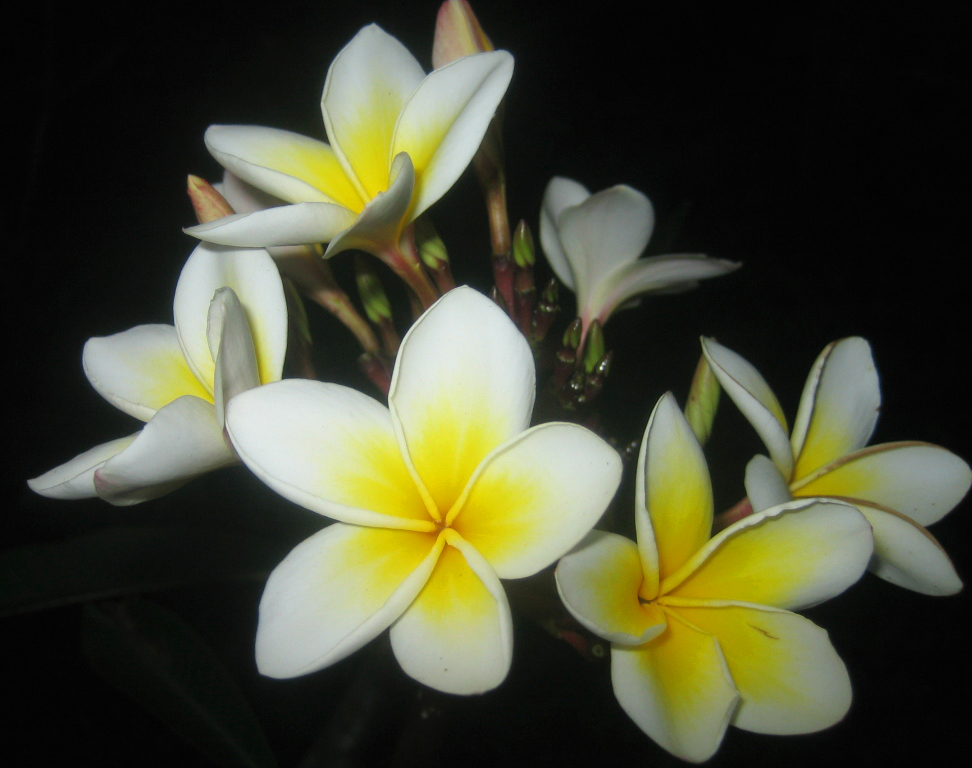 Yensabai Images in Laos