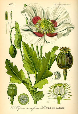 papaver.jpg