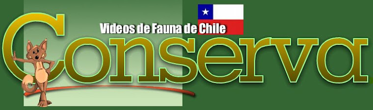 Videos "Fauna Chilena"