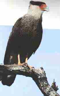 [gaviao-real.jpg]