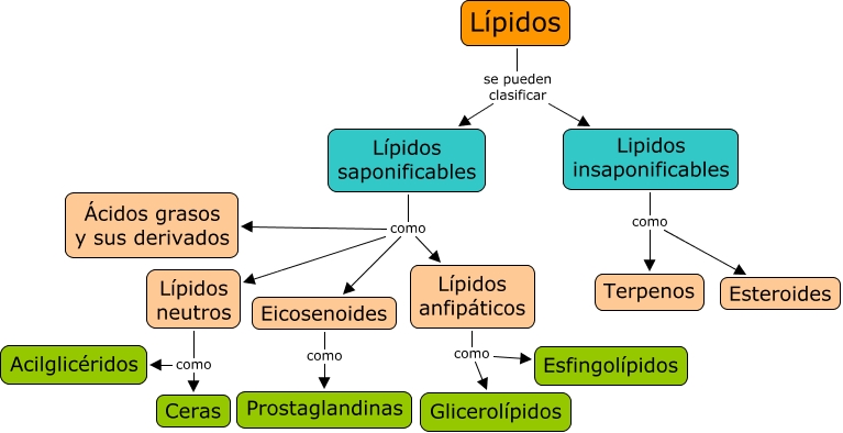 En Que Se Diferencia El Metabolismo De Carbohidratos Lipidos Y Proteinas