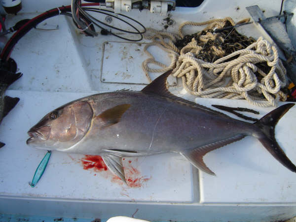 AmberJack