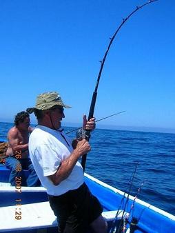 Yellowtail