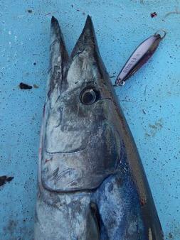 Cerralvo Wahoo