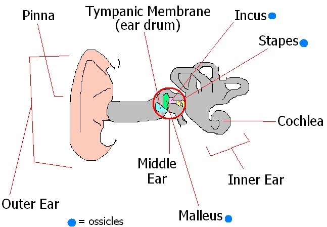 outer ear diagram labeled deylah s muffiny anatomy basic ear anatomy worksheet outer ear diagram labeled deylah s muffiny anatomy basic ear anatomy worksheet