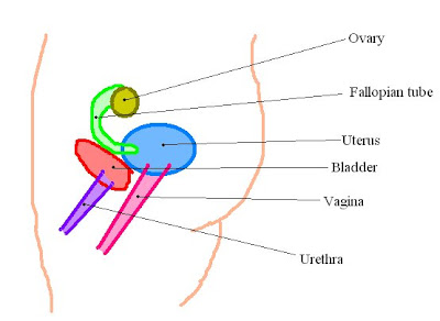Female Reproductive System Diagram Worksheet